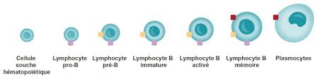 The immune system is a complex network of cells known as immune cells that include lymphocytes. Lymphocyte B Et Sclerose En Plaques Roche