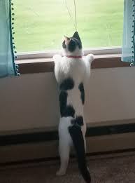 Monkey was curious about the cute cat-cow that lives in the skillet.