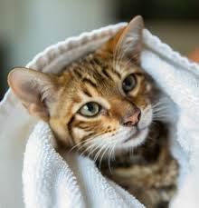 Show cats and purebreds should be bathed according to show and breeding standards. Do Cats Need Baths Advice On Bathing Cats Purina