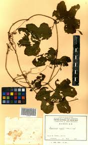 Image result for Peponium vogelii