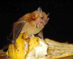 Kelawar buas merupakan salah satu haiwan mamalia dalam keluarga haiwan kelawar yang boleh di dapati di malaysia. Sabri Pest Control Kelawar Bats