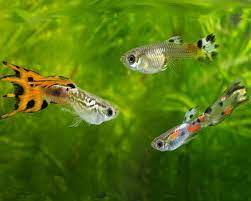 El japan blue es una selección azul metálico del guppy endler o poecilia wingei y tiene las mismas características. Endler Guppy Poecilia Wingei The Trop Company
