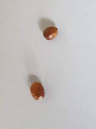 Braune Hatte Kugeln In Der Wohnung Was Kann Das Sein Biologie Haushalt