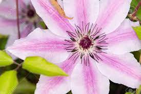 Maybe you would like to learn more about one of these? White Clematis Flower With Pink Stripe Stock Photo Picture And Royalty Free Image Image 59950390