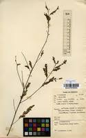 Image result for Phyllanthus caespitosus