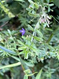 Image result for Oldenlandia affinis