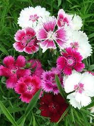 Pin On Flower Seeds