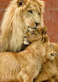 Pin By Elizabeth Smith On Animals Animals Beautiful Lion Lioness Lion Family