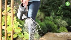 Wenn die wühlmaus deinen garten zerstört, ist schnelles handeln wichtig. Beerenstraucher Pflanzen Und Pflegen Youtube
