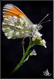 Aurorafalter Schone Schmetterlinge Schmetterling Tiere