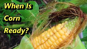 Ruben'S Veggies - Taber Corn Now Available! $5.00 For 6... | Facebook