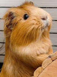Check spelling or type a new query. Guinea Pig Care Sheet Guide Petsmart