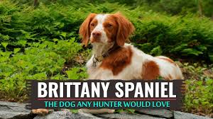 Puppies for sale listings from the best gun dog breeders, trainers and kennels. Brittany Spaniel Must Know Dog Breed Information Petmoo