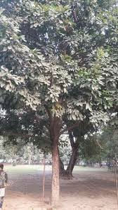 Image result for Trichilia capitata