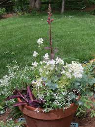 De ser ud som nogle meget sarte planter, men det er de ikke, de er faktisk meget robuste. Pin On Floral