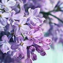 Camilla Caswell Obituary