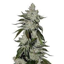 5 out of 5 stars. Girl Scout Cookies Auto Fastbuds Zamnesia