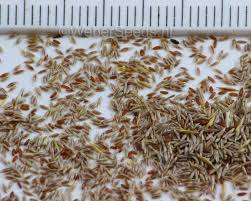 Image result for Agrostis products