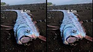 Maybe you would like to learn more about one of these? Dead Fish On Shore Sparks Disaster Fears Bali Discovery