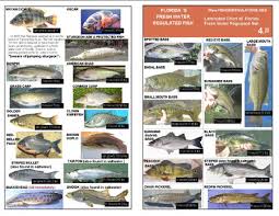 Laminated Florida Fish Identification Chart