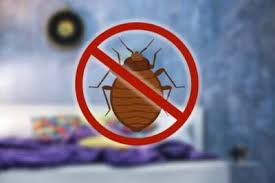 What To Expect After Bed Bug Treatment Bed Bugs Insider