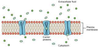 Simple diffusion is the process by which solutes are moved along a concentration gradient in a solution or across a semipermeable membrane. Passive Transport Boundless Biology