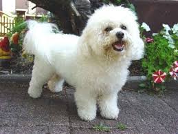 الكلاب المنزلية الأليفة اشهر انواع السلالات صور واسماء الحيوانات للاطفال المواصفات فيديو Youtube Bichon Frise Bichon Frise Dogs Bichon