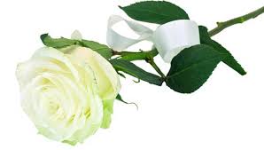 Image result for ros mawar
