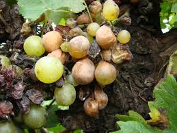 Image result for Metasphaeria diplodiella