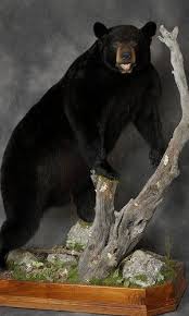Black Bear Half Mount Bear Taxidermy Custom Full Body Mounts Bear Mounts Taxidermy Mounts Taxidermy