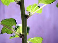 Memilih nama untuk calon si buah hati bisa menjadi sebuah hal yang tricky ya, mom. Pokok Bayam Merah Wikipedia Bahasa Melayu Ensiklopedia Bebas
