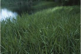 Image result for Panicum pseudoracemosum