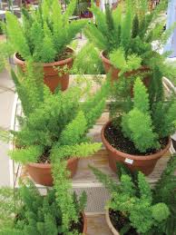 Don't try to propagate from stem dividing the tubers is the easiest way to create new asparagus fern plants that you can enjoy for years and years. Asparagus Fern Not A Member Of The Asparagus Family Manitoba Co Operator