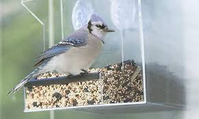 Our diy window bird feeder is made from an old cake pan and tea strainer and allows us to watch our lovely wild birds eat their breakfast while we eat ours. How To Attract Birds To Window Feeder With Practical Advice Bird Barn