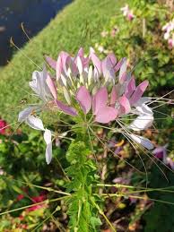 Image result for Cleome stricta