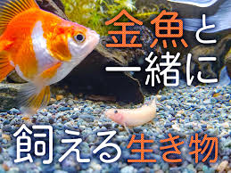 金魚と生き物を一緒に飼育するには！単種飼育の理由とおすすめ混泳相手｜東京アクアガーデン