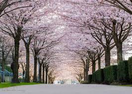 Spanish nouns have a gender, which is either feminine (like la mujer or la luna) or masculine (like el hombre or el sol). A Guide To Vancouver S Cherry Blossoms