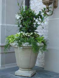 White Mandevilla With Potato Vine And Springerii Fern White Flower Pot Asparagus Fern Summer Flowers