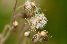 Image result for Blumea axillaris