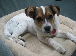 Australian Cattle Dog Boxer Mix Boxer Mix Puppies Pitbull Mix Puppies Boxer Breed