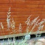 Image result for Eragrostis racemosa