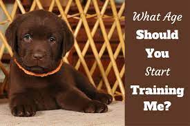 You should start training your puppy as soon as their tiny paws step inside your home. What Age Should I Start Training My Puppy Off Leash K9 Training Georgia