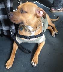 We did not find results for: Dog Of The Day Maruka The Ridgeback Pit Bull Assistance Dog The Dogs Of San Francisco