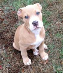 pin by leanne hodges on through the eyes of animals pitbull puppies cute dogs puppies and kitties