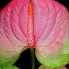 Pin On Flora And Fauna Hawaii