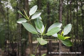 Image result for Rhizophora