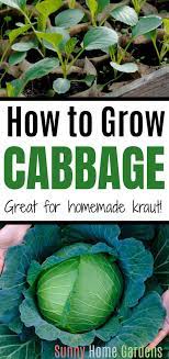 How To Grow Cabbage In 2021 Growing Cabbage Fruit Trees
