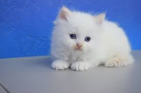 Karma Cream Pointed Female Teacup Ragamuffin Kitten Yavru Kediler Kedi