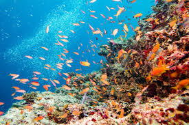 The Great Barrier Reef Is In Serious Trouble These Fish Can