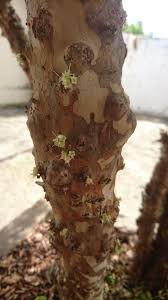 Image result for Plinia